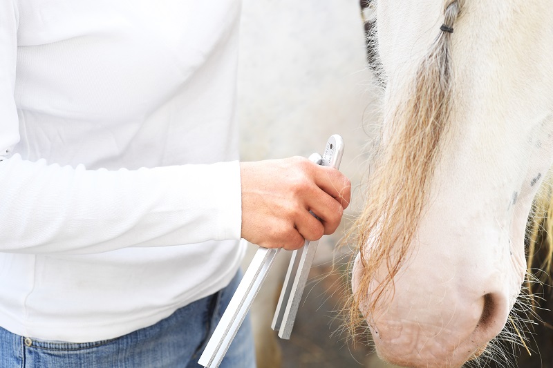 Kinesiologie und Osteopathie am Pferd